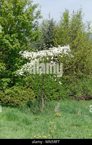 Western fioritura Sanguinello o Pacific Sanguinello albero con fiori bianchi in primavera, Vancouver, BC, Canada Foto Stock