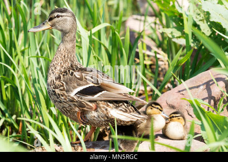 Anatre selvatiche al Lago Balaton, Ungheria Foto Stock