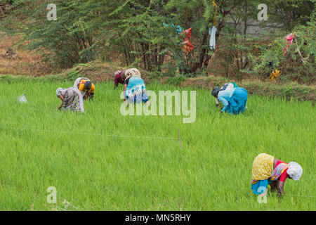 Thanjavur, India - 13 Marzo 2018: i lavoratori agricoli in un risone in Tamil Nadu Foto Stock
