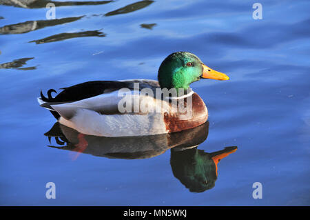 Un maschio di Mallard duck nuotare in un stagno Foto Stock