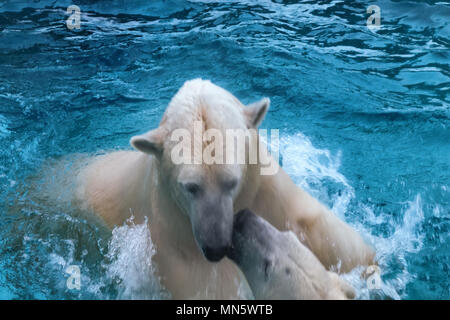 Due orsi polari giocando in acqua. Questo orso marino è ottimo nuotatore (centinaia di miglia senza riposo) e immersioni in acqua fredda di zero gradi Foto Stock