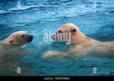 Due orsi polari giocando in acqua. Questo orso marino è ottimo nuotatore (centinaia di miglia senza riposo) e immersioni in acqua fredda di zero gradi Foto Stock