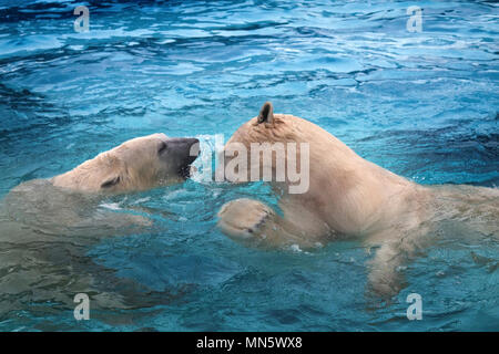 Due orsi polari giocando in acqua. Questo orso marino è ottimo nuotatore (centinaia di miglia senza riposo) e immersioni in acqua fredda di zero gradi Foto Stock