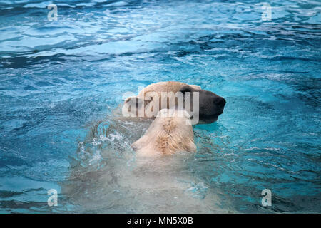 Due orsi polari giocando in acqua. Questo orso marino è ottimo nuotatore (centinaia di miglia senza riposo) e immersioni in acqua fredda di zero gradi Foto Stock