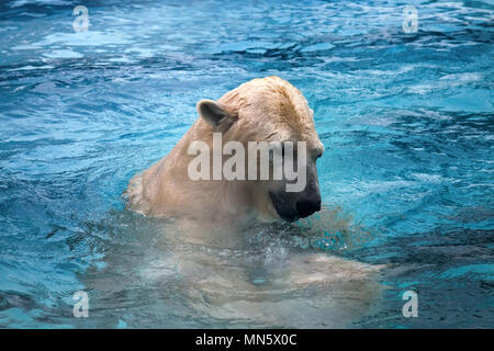 Due orsi polari giocando in acqua. Questo orso marino è ottimo nuotatore (centinaia di miglia senza riposo) e immersioni in acqua fredda di zero gradi Foto Stock