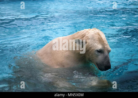 Due orsi polari giocando in acqua. Questo orso marino è ottimo nuotatore (centinaia di miglia senza riposo) e immersioni in acqua fredda di zero gradi Foto Stock