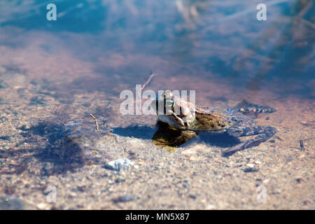 Rana comune, marrone (rana temporaria Rana) femmina in primavera e in acqua chiara. Fiume Pasvikelva in Lapponia. Uno dei più settentrionale delle popolazioni di rana in Euro Foto Stock