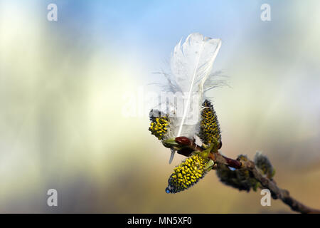 Molla di gemme di salice bianco e piuma di willow gallo cedrone. Lapponia motif, aspetto primaverile Foto Stock