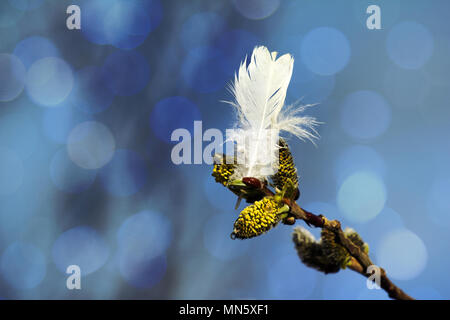 Molla di gemme di salice bianco e piuma di willow gallo cedrone. Lapponia motif, aspetto primaverile Foto Stock