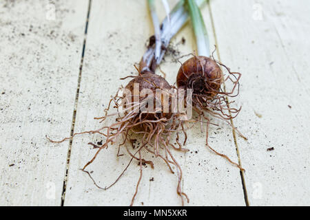 Fresca Bulbi da fiore giallo sul tavolo. Foto Stock