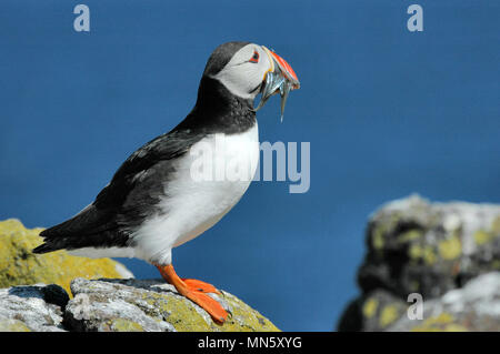 Un puffin in piedi sulle rocce con un becco pieno di cicerelli Foto Stock