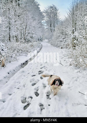 Una springer spaniel che corre lungo una pista forestale nella neve Foto Stock