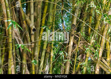 Owl seduta in bambù oltre il canale olandese a Negombo, Sri Lanka. Foto Stock