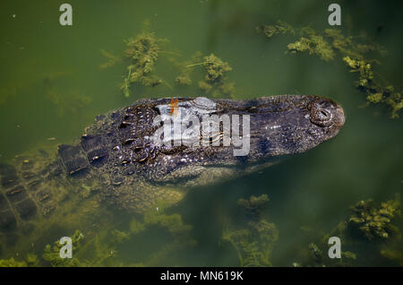 Alligatore con libellula Foto Stock