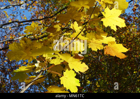 I colori autunnali nei boschi misti di Posets-Maladeta parco naturale, Pirenei spagnoli Foto Stock