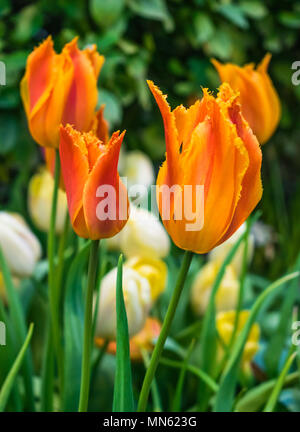 Tulipani arancione con giardino verde sullo sfondo Foto Stock