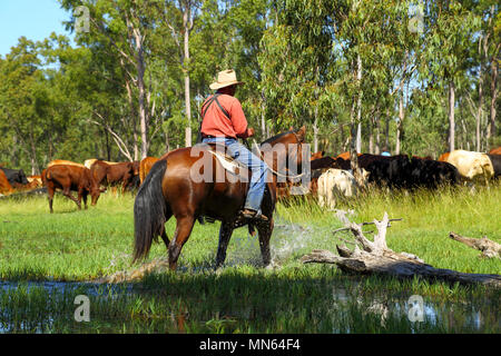 Un aborigeno uomo cavalca il suo cavallo attraverso l'acqua. Foto Stock