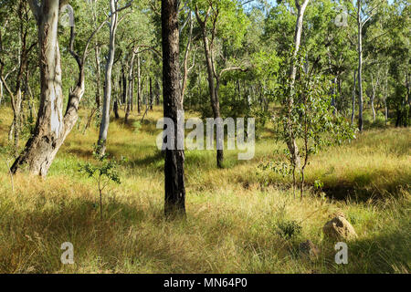 Gumtrees in una scena rurale nel Queensland, in Australia. Foto Stock