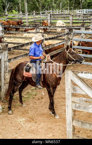 Un stockman sul suo cavallo in bestiame vendita cantieri. Foto Stock