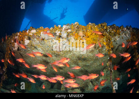 Una secca di cardinalfish (Apogon imberbis) e un fotografo subacqueo a La Plataforma relitto sito in Formentera (Isole Baleari, Spagna) Foto Stock