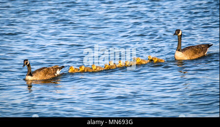 Gregge di adorabili golden baby oche durante la primavera ottima con loro orgogliosi genitori nella baia di Chesapeake nel Maryland Foto Stock