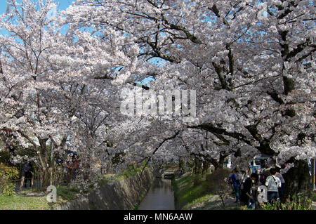 Ai turisti di ammirare la fioritura dei ciliegi lungo il filosofo il percorso a Kyoto, in Giappone durante la ciliegia -blossom (Sakura) stagione Foto Stock