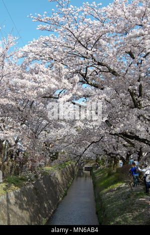 Ai turisti di ammirare la fioritura dei ciliegi lungo il filosofo il percorso a Kyoto, in Giappone durante la ciliegia -blossom (Sakura) stagione Foto Stock