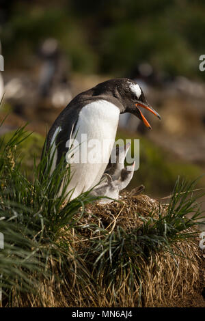 Close-up madre, appena schiuse baby pinguini di Gentoo, Pygoscelis papua, nel nido insieme, diurno Porto Oro Isola Georgia del Sud Sub Antartico Foto Stock