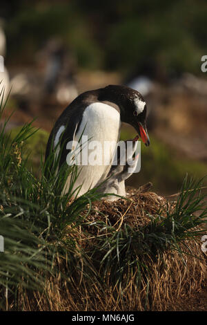 Close-up di madre e bambino giovani pinguini papua Pygoscelis papua a nido cercando lovening ad ogni altro oro porto Isola Georgia del Sud Sub Antartico Foto Stock