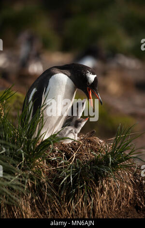 Close-up madre, appena schiuse baby pinguini di Gentoo, Pygoscelis papua, nel nido insieme, diurno Porto Oro Isola Georgia del Sud Sub Antartico Foto Stock