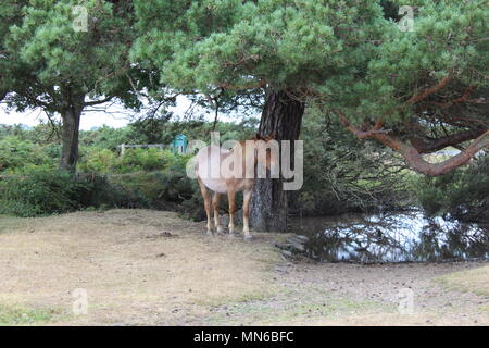 Cavallo selvaggio nella foresta di nuovo in piedi sotto un albero Foto Stock