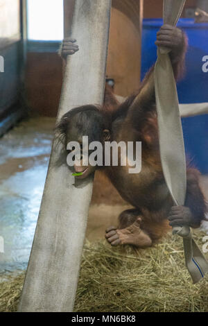 Orango Tango Redd a 20 mesi. "Redd è il primo Bornean orangutan nato presso lo Smithsonian's National Zoo in 25 anni. Egli era nato sett. 12, 2016 per m Foto Stock