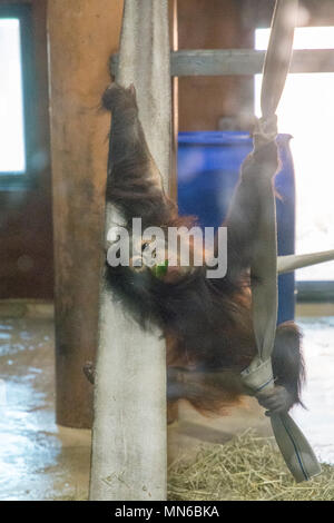 Orango Tango Redd a 20 mesi. "Redd è il primo Bornean orangutan nato presso lo Smithsonian's National Zoo in 25 anni. Egli era nato sett. 12, 2016 per m Foto Stock