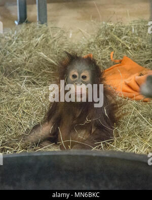Orango Tango Redd a 20 mesi. "Redd è il primo Bornean orangutan nato presso lo Smithsonian's National Zoo in 25 anni. Egli era nato sett. 12, 2016 per m Foto Stock