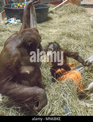 Orango Tango Redd, 20 mesi di età, con sua madre, Batang. "Redd è il primo Bornean orangutan nato presso lo Smithsonian's National Zoo in 25 anni. Egli Foto Stock