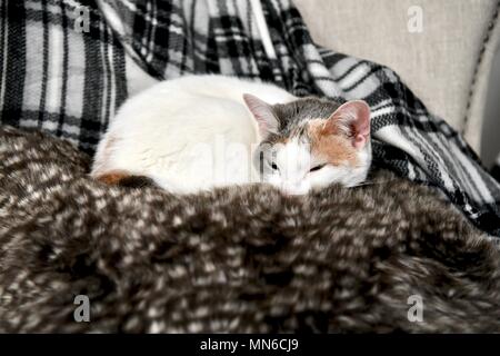 Gatto Bianco che dorme sul cuscino Foto Stock