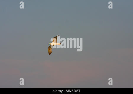 Un bellissimo uccello di gabbiani sorvolano il cielo al di sopra di un piccolo lago in Ungheria. Foto Stock