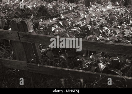 Staccionata in legno con giardino foto in bianco e nero Foto Stock