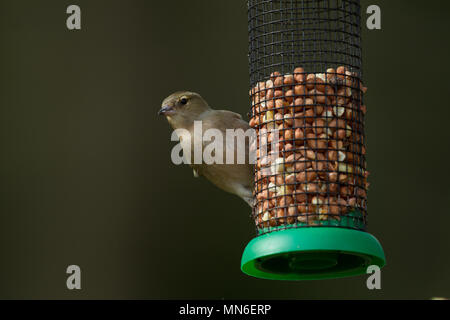 Fringuello. Fringilla coelebs. Ritratto di unica femmina adulta su alimentatore di arachidi. La contea di Powys. Il Galles. Foto Stock