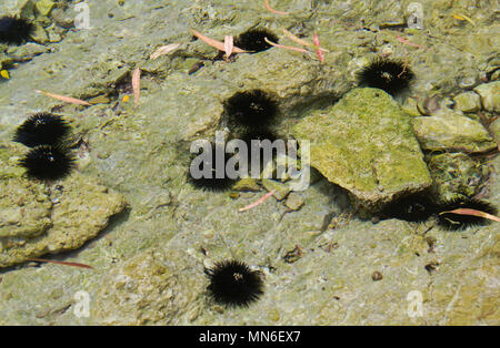 Alcuni viola ricci di mare su una roccia in acqua poco profonda del mar Ionio Foto Stock