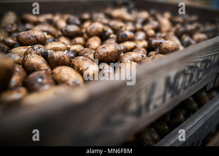 Le patate in una grande scatola di legno in una fattoria che growes partite di patate Foto Stock