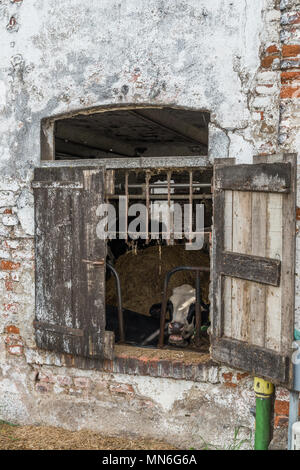 Caged vacche da latte attraverso la finestra rustico persiane in un fatiscente stalla nelle zone rurali della Regione Lombardia di Italia Foto Stock