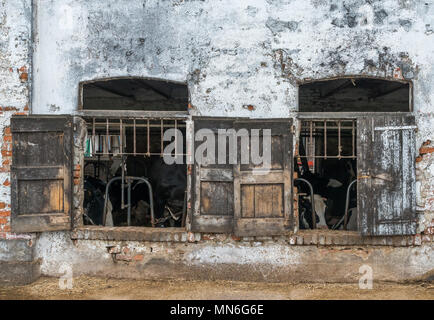 Caged vacche da latte attraverso la finestra rustico persiane in un fatiscente stalla nelle zone rurali della Regione Lombardia di Italia Foto Stock