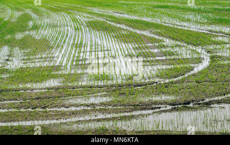 Allagate le risaie nelle zone rurali di Lombardia, Italia Foto Stock