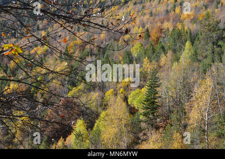 I colori autunnali nei boschi misti di Posets-Maladeta parco naturale, Pirenei spagnoli Foto Stock