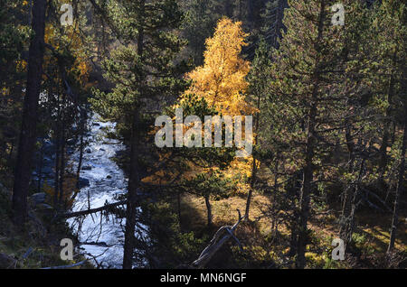 I colori autunnali nei boschi misti di Posets-Maladeta parco naturale, Pirenei spagnoli Foto Stock