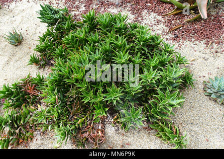 Piccolo Aloe Vera piante che crescono nel terreno Foto Stock