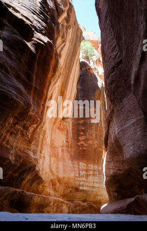 Sun luce proveniente dall'alto nel Siq colorato nella antica città Nabatean fluire acqua e l'erosione ha scavato un percorso attraverso il siq di Petra. Foto Stock