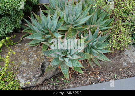 Aloe Vera piante che crescono nel terreno Foto Stock