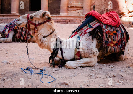 Avviso di cammello di fronte al tesoro (Al-Khazneh) in Petra Sito Patrimonio Mondiale dell'UNESCO per il trasporto di turisti Foto Stock